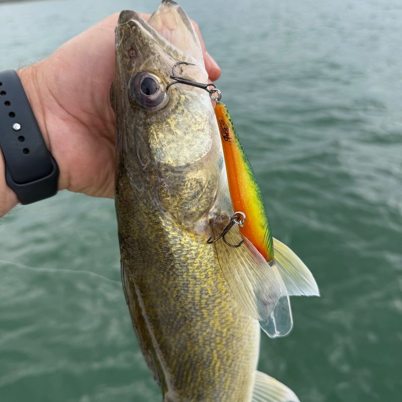 Walleye caught on an ABEco bait