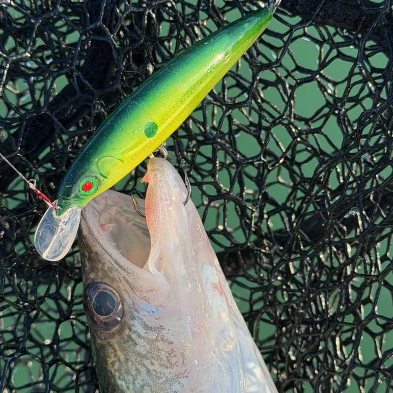 Walleye landed on an ABEco bait